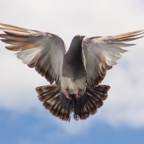 A pigeon with wings fully spread is flying against a backdrop of blue sky and clouds.
