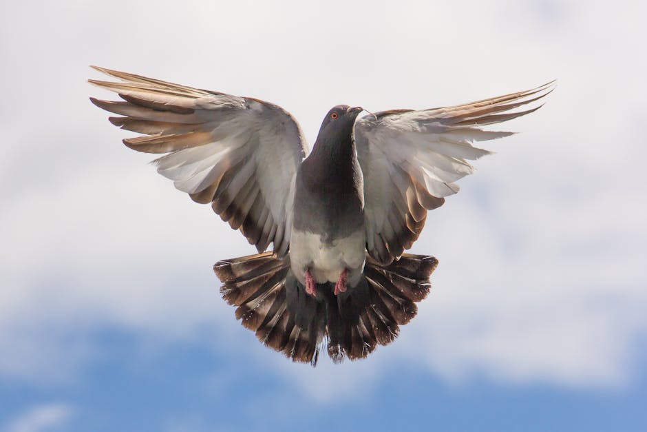 A pigeon with wings fully spread is flying against a backdrop of blue sky and clouds.