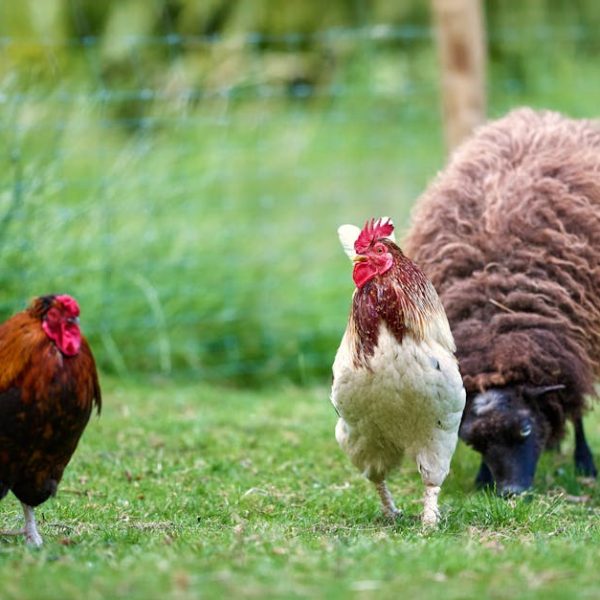 A rooster, a chicken, and a brown sheep grazing on green grass in a fenced outdoor area.
