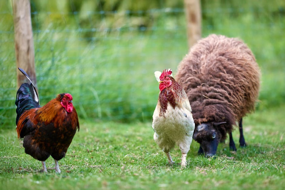 A rooster, a chicken, and a brown sheep grazing on green grass in a fenced outdoor area.