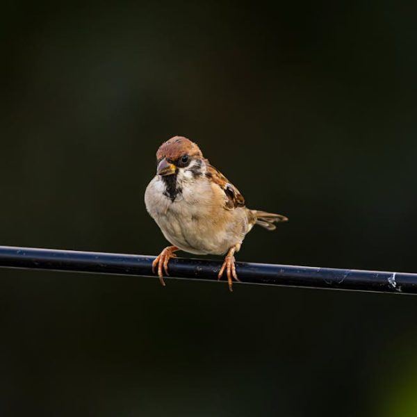 A small brown and white bird perches on a black metal wire against a dark, blurred background.