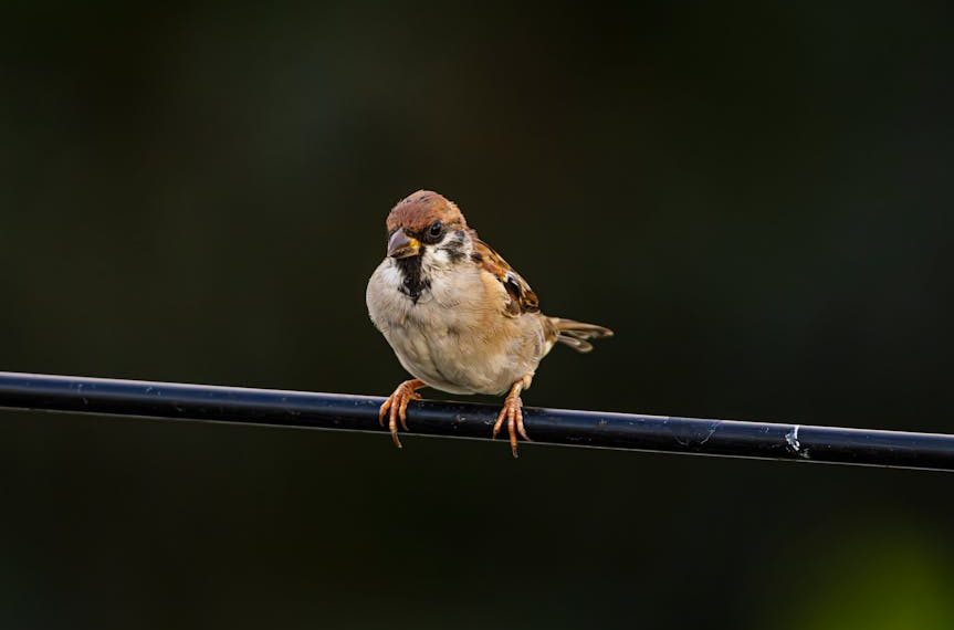 A small brown and white bird perches on a black metal wire against a dark, blurred background.
