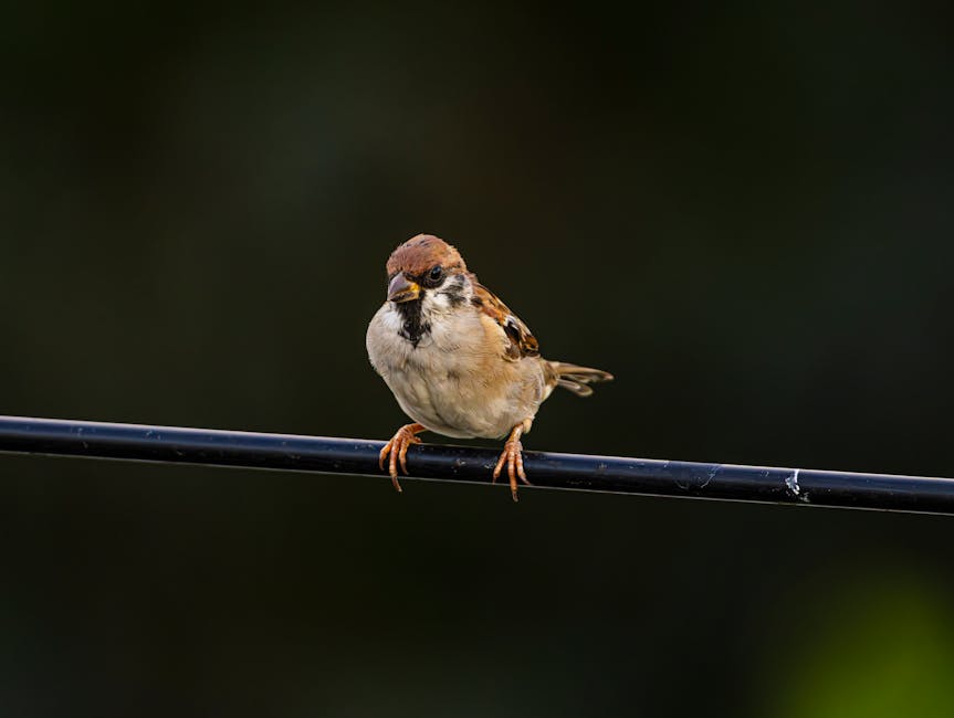A small brown and white bird perches on a black metal wire against a dark, blurred background.