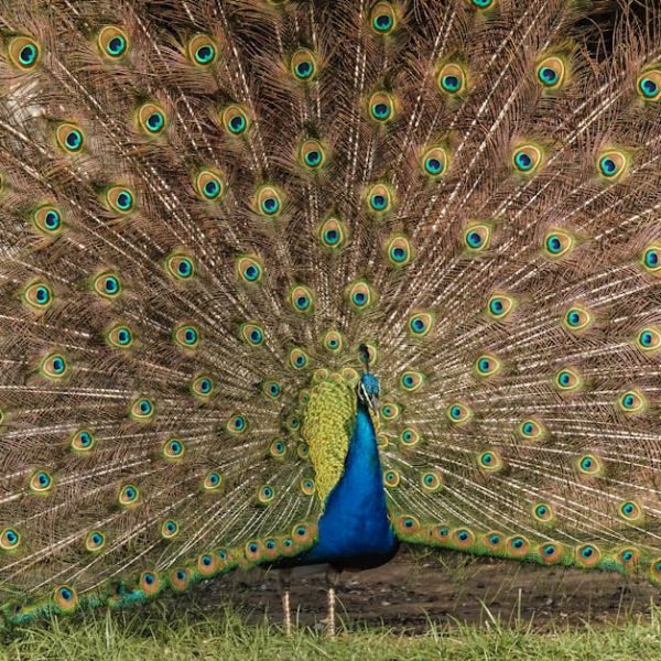 A peacock stands on grass with its colorful tail feathers fully fanned out, displaying eye-like patterns.