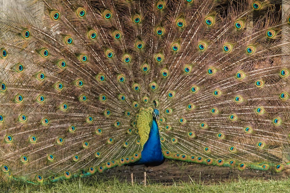 A peacock stands on grass with its colorful tail feathers fully fanned out, displaying eye-like patterns.