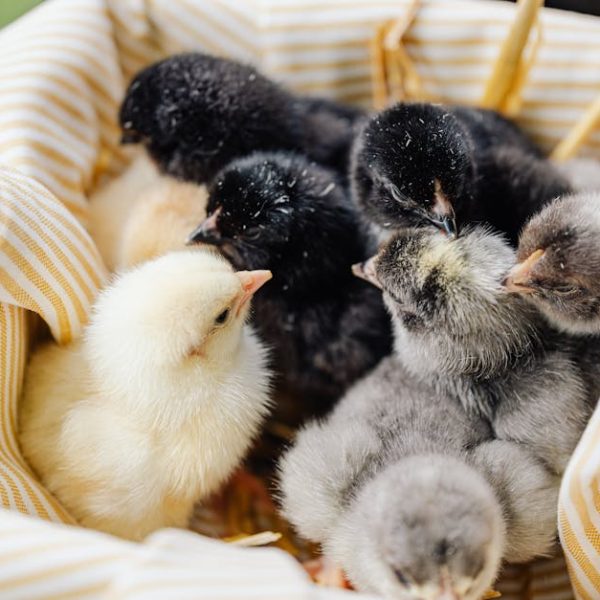 A group of yellow, black, and grey chicks are gathered closely together in a striped cloth-lined basket.