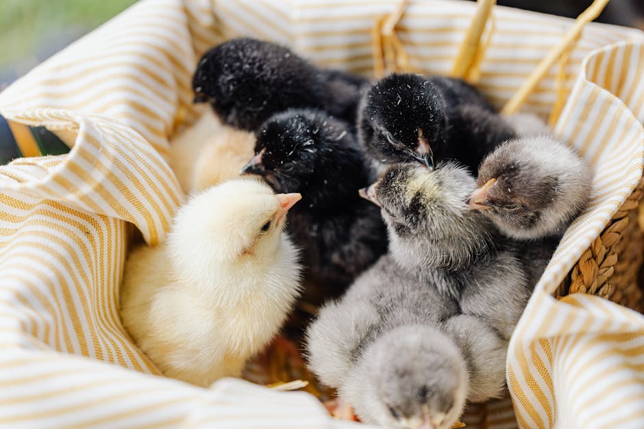 A group of yellow, black, and grey chicks are gathered closely together in a striped cloth-lined basket.