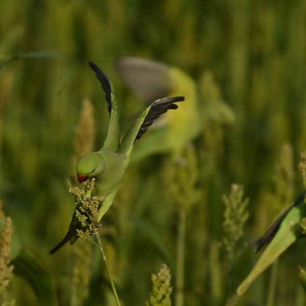 A green parrot with black-tipped wings feeds on a millet plant in a field, with two other parrots in the background among the grain stalks.