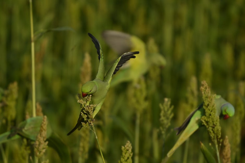 A green parrot with black-tipped wings feeds on a millet plant in a field, with two other parrots in the background among the grain stalks.