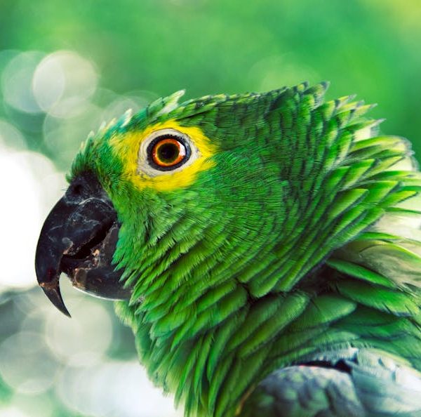 Close-up of a green parrot with yellow markings around its eye, looking to the left, against a blurred green background.