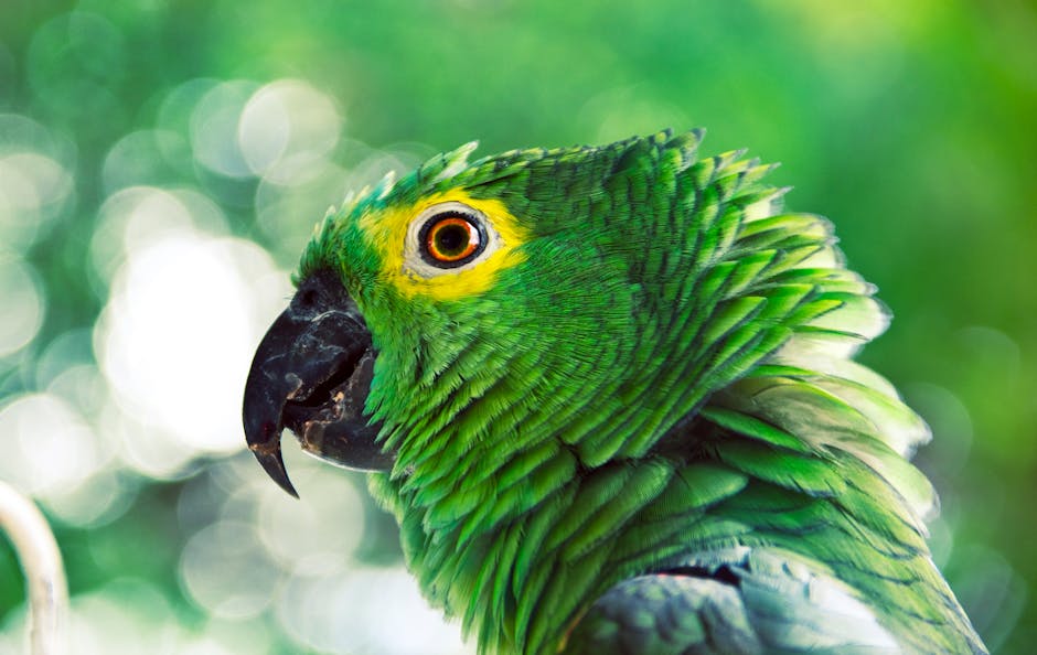 Close-up of a green parrot with yellow markings around its eye, looking to the left, against a blurred green background.