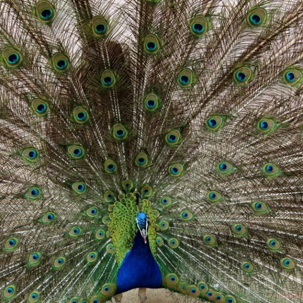 A peacock displays its fully fanned tail feathers, showing vibrant blue and green eye patterns.