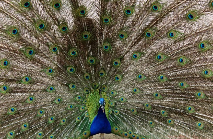 A peacock displays its fully fanned tail feathers, showing vibrant blue and green eye patterns.