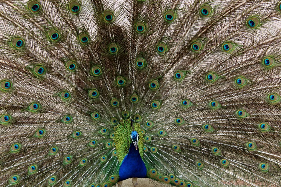 A peacock displays its fully fanned tail feathers, showing vibrant blue and green eye patterns.