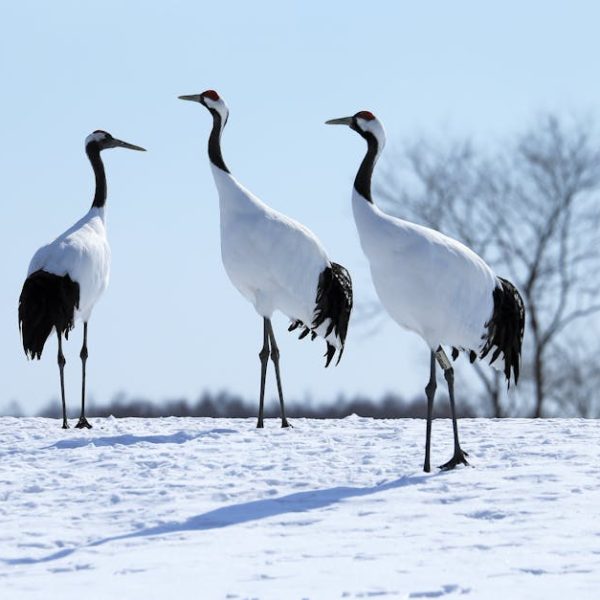 Three red-crowned cranes stand on snow with bare trees and a clear sky in the background.
