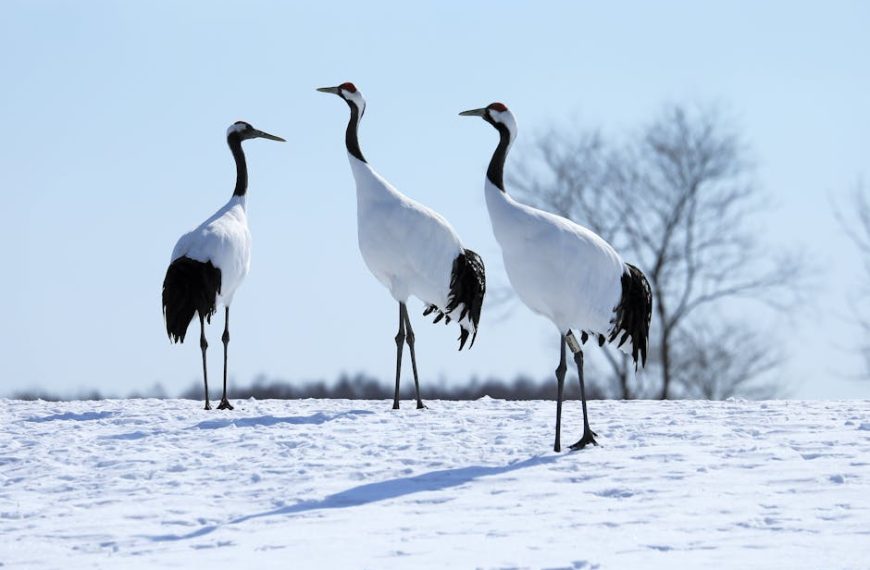 Three red-crowned cranes stand on snow with bare trees and a clear sky in the background.