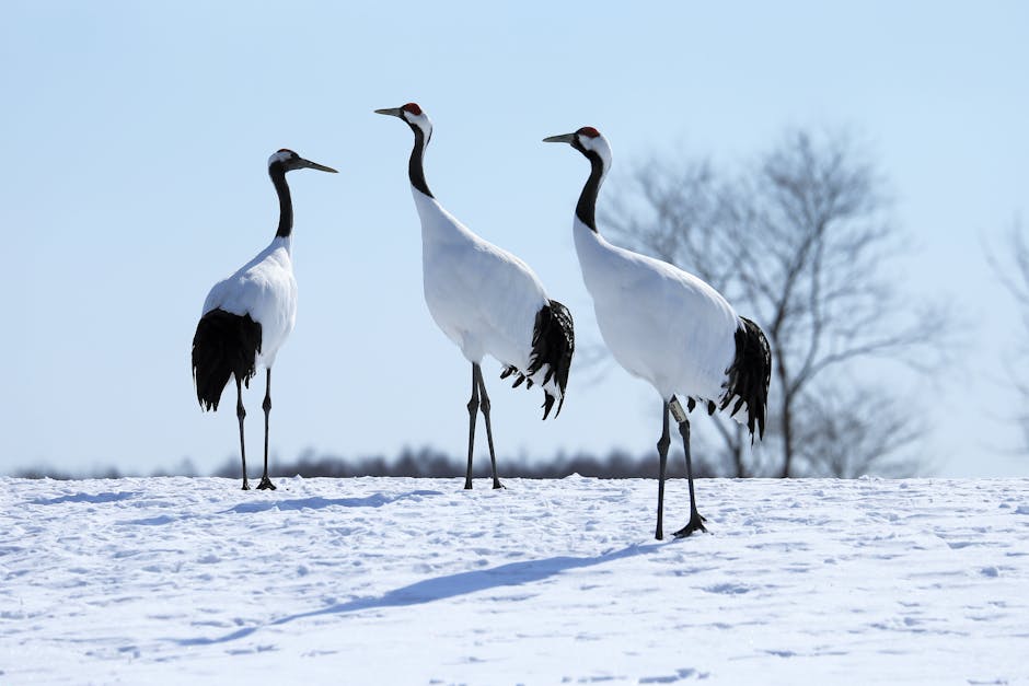 Three red-crowned cranes stand on snow with bare trees and a clear sky in the background.