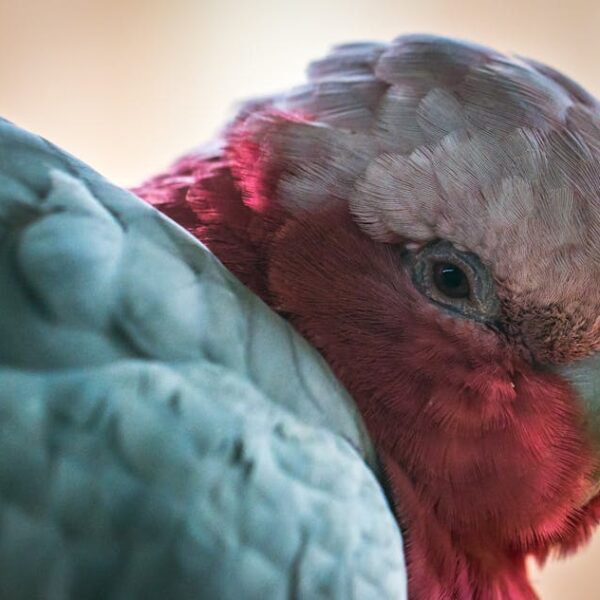 Close-up of a galah parrot with pink face, gray feathers, and a focused eye, against a softly blurred background.