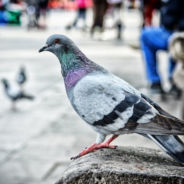 A grey pigeon with iridescent neck feathers stands on a concrete surface in an urban outdoor setting with blurred people and pigeons in the background.