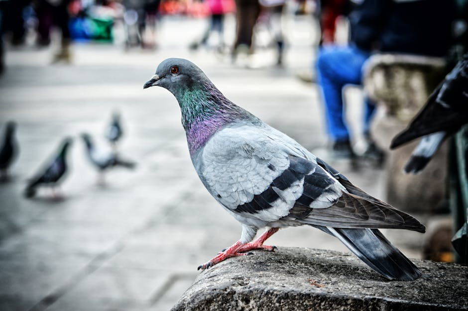 A grey pigeon with iridescent neck feathers stands on a concrete surface in an urban outdoor setting with blurred people and pigeons in the background.