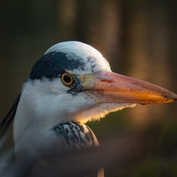 Unique Traits: Distinguishing Birds from Their Reptilian Relatives