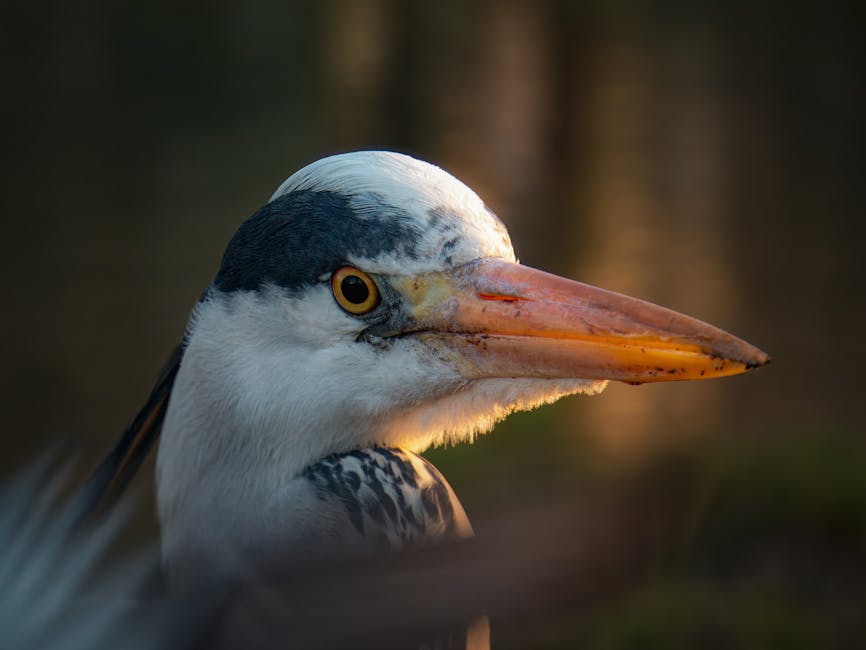 Close-up of a heron's head with a sharp orange beak and yellow eye, illuminated by sunlight against a dark, blurred background.