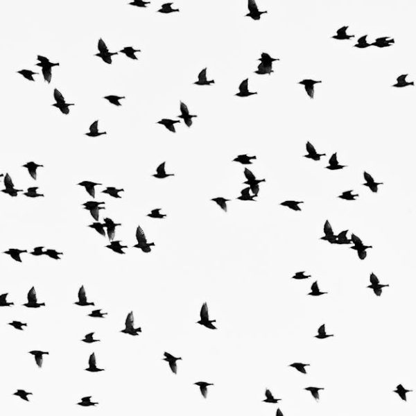 A flock of birds flies across a white sky, with each bird captured in mid-flight, scattered at various angles and positions.