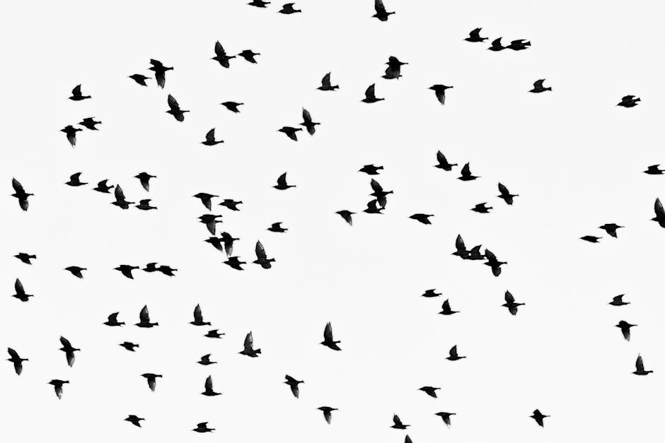 A flock of birds flies across a white sky, with each bird captured in mid-flight, scattered at various angles and positions.