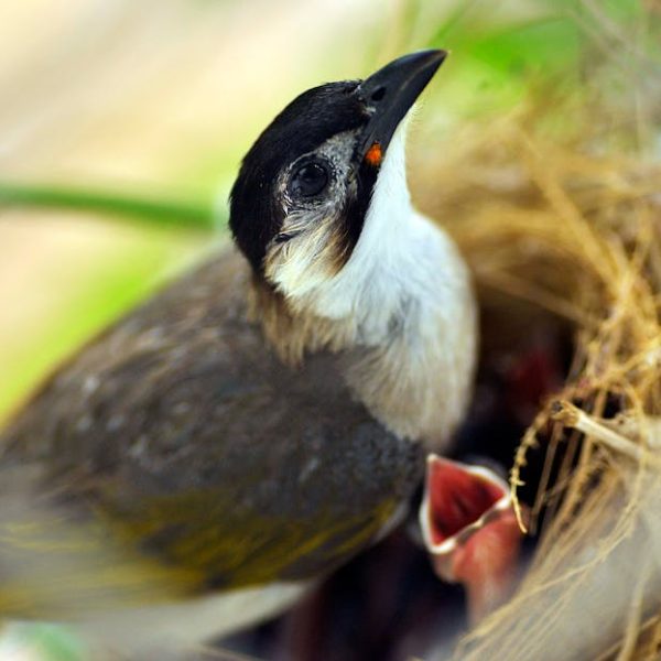 A bird with a black cap perches at the edge of its nest, where at least one open-mouthed chick is visible among the nest material.