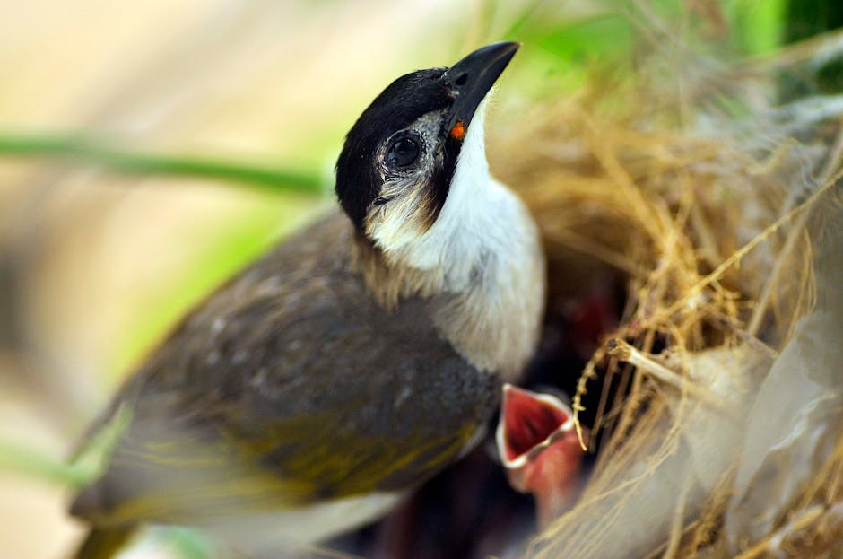 A bird with a black cap perches at the edge of its nest, where at least one open-mouthed chick is visible among the nest material.