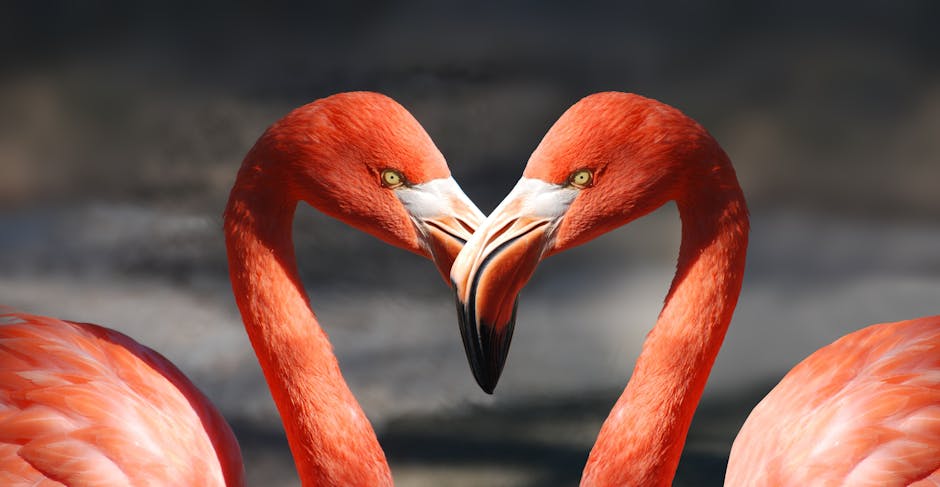 Two flamingos face each other closely, forming a heart shape with their necks against a blurred background.