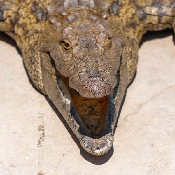A crocodile lies on a light-colored surface with its mouth open, showing its teeth and textured skin.