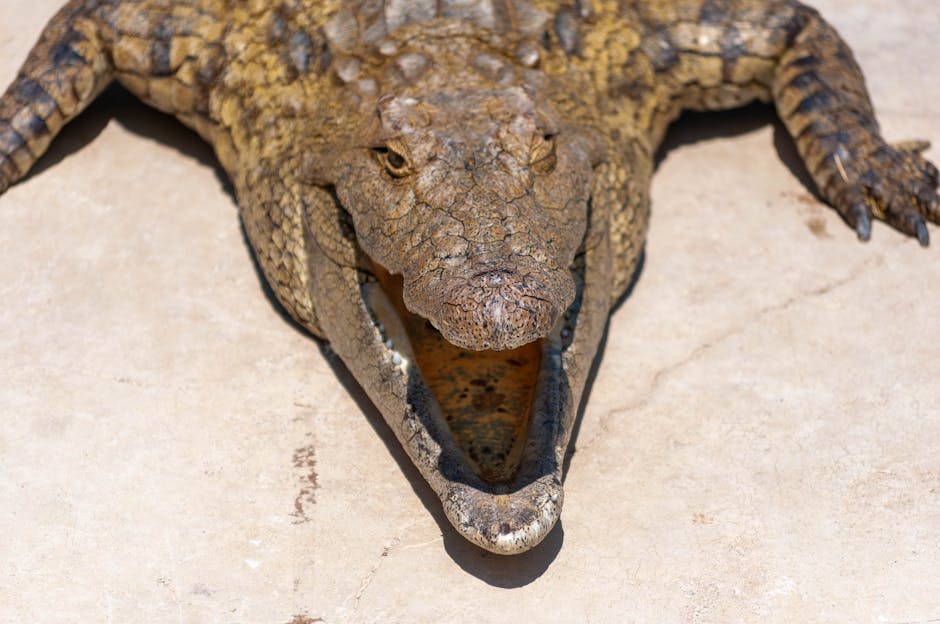 A crocodile lies on a light-colored surface with its mouth open, showing its teeth and textured skin.