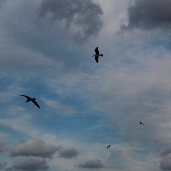 Several birds are flying in a cloudy sky with patches of blue visible.