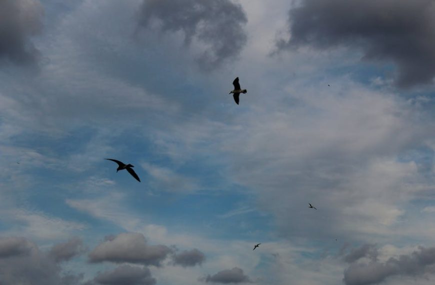Several birds are flying in a cloudy sky with patches of blue visible.