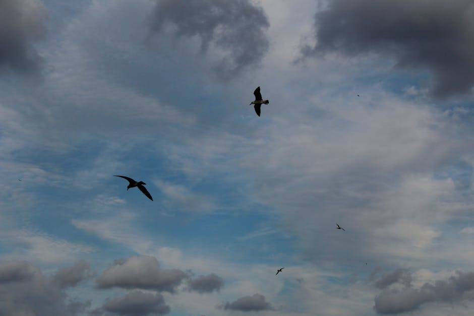 Several birds are flying in a cloudy sky with patches of blue visible.