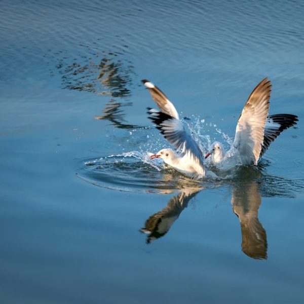 A seagull with wings outstretched lands on the surface of calm blue water, creating splashes and a clear reflection.