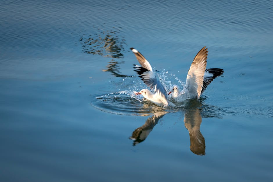 A seagull with wings outstretched lands on the surface of calm blue water, creating splashes and a clear reflection.