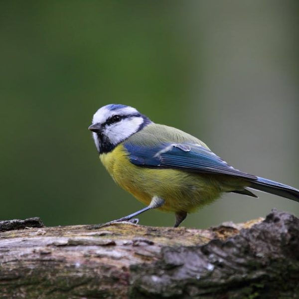A small bird with blue, yellow, white, and black plumage perches on a rough tree branch against a blurred green background.