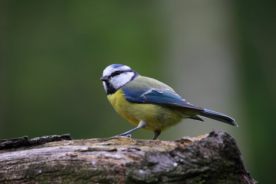 A small bird with blue, yellow, white, and black plumage perches on a rough tree branch against a blurred green background.