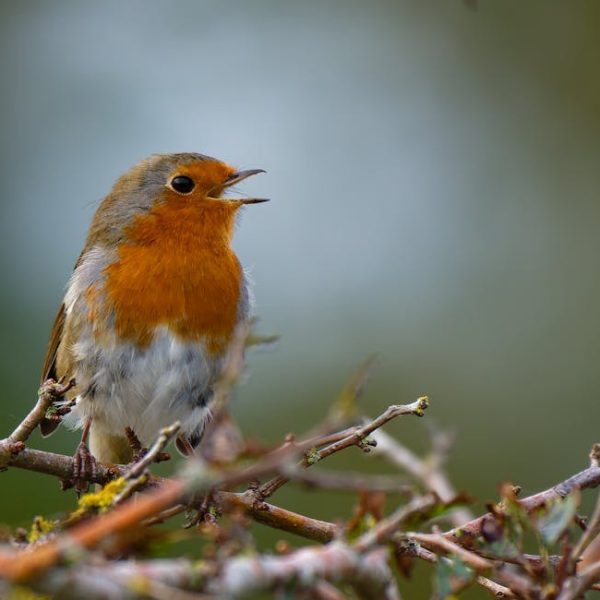 A small robin with an orange breast is perched on a branch, singing, against a blurred green background.