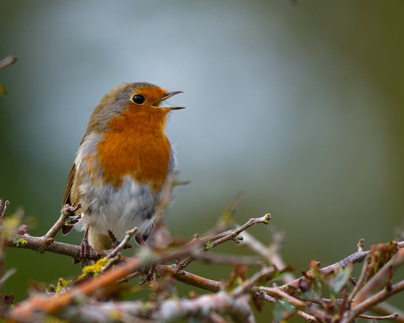 A small robin with an orange breast is perched on a branch, singing, against a blurred green background.