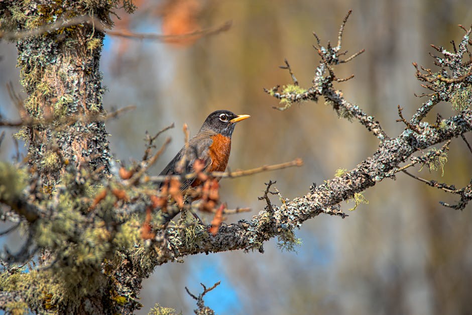 An American robin with an orange breast perches on a lichen-covered tree branch against a blurred background.