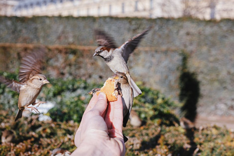A person holds a piece of bread while two small birds fly nearby and a third bird perches on the bread to eat it, outdoors with greenery in the background.