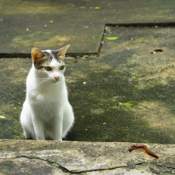 A white cat with gray and tan markings sits on a concrete surface, looking at a brown slug on the ground in front of it.