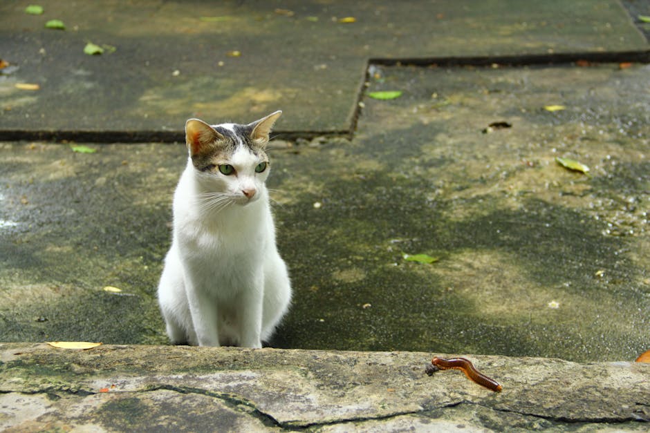 A white cat with gray and tan markings sits on a concrete surface, looking at a brown slug on the ground in front of it.