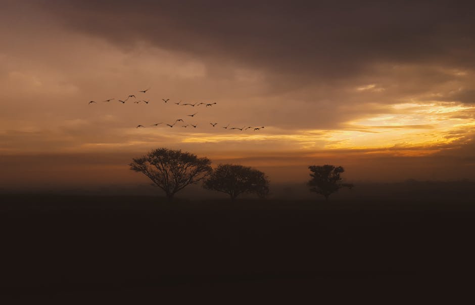 Silhouetted trees stand against a cloudy sunset sky with a flock of birds flying above them.