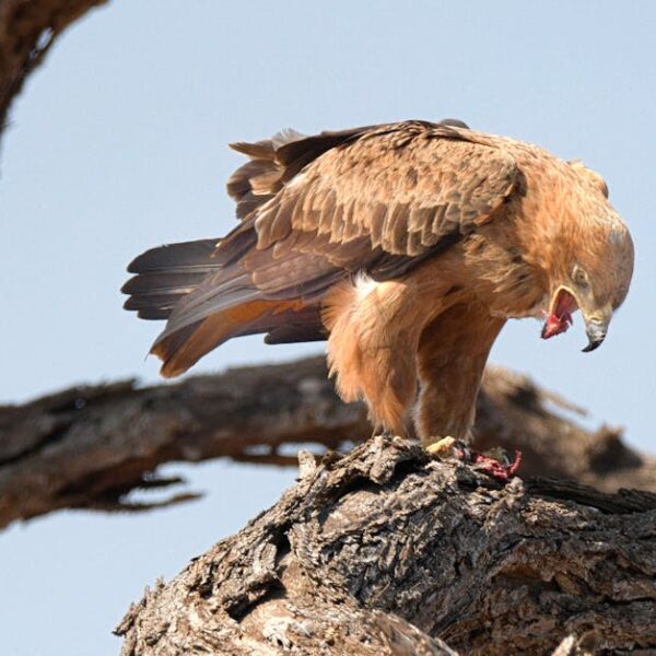 A brown hawk stands on a tree branch, gripping prey in its talons and tearing at it with its beak.