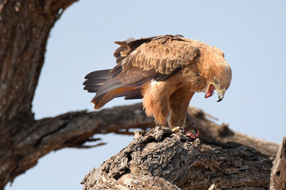 A brown hawk stands on a tree branch, gripping prey in its talons and tearing at it with its beak.