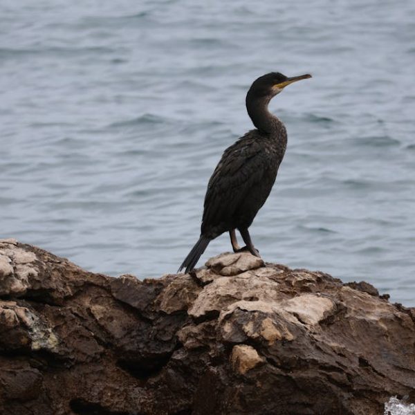 A black cormorant stands on a rocky shore with the ocean in the background.